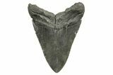 Fossil Megalodon Tooth - South Carolina #374714-1